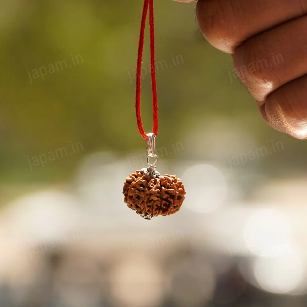 12 Mukhi Nepali Rudraksha - Baarah Mukhi - Image 3