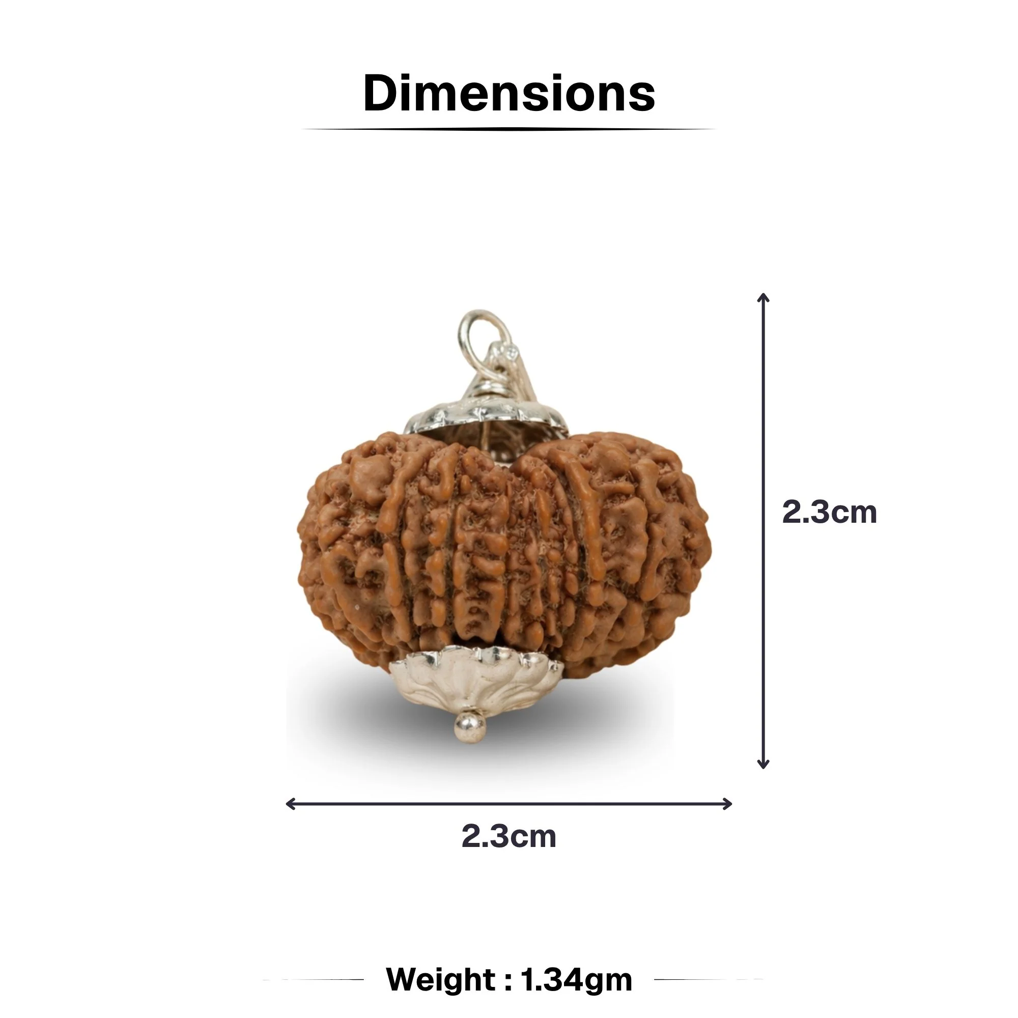 13 Mukhi Nepali Rudraksha - Terah Mukhi - Image 4